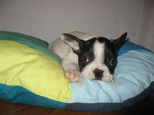 Catelusi BULLDOG FRANCEZ SI ENGLEZ superbi de vanzare