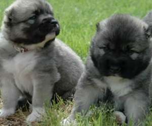 Catelusi Ciobanesc Caucazian si Saint-Bernard  superbi de vanzare