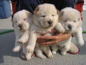 Catelusi CHOW CHOW si SHAR PEI superbi de vanzare