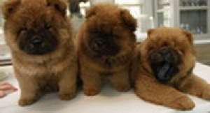 Catelusi CHOW CHOW si SHAR PEI superbi de vanzare