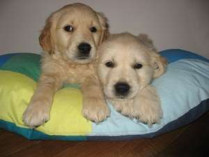 Catelusi Golden Retriever si Labrador Retriever superbi de vanzare
