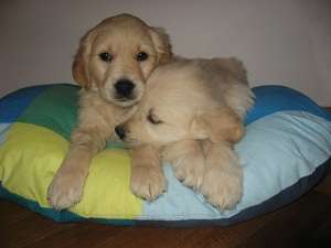 Catelusi Golden Retriever si Labrador Retriever superbi de vanzare