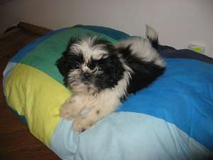 Catelusi  Shih-Tzu superbi de vanzare