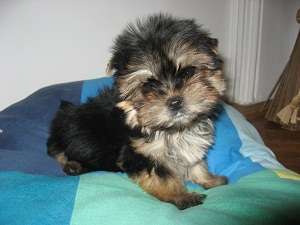 Catelusi YORK SHIRE TERRIER  superbi de vanzare