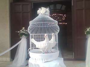 Porumbei albi pentru nunti Satu mare