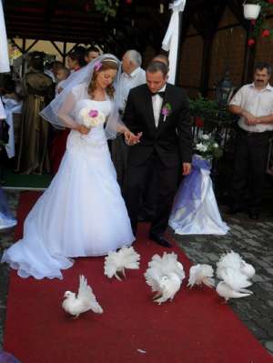 Porumbei albi pentru nunti Satu mare