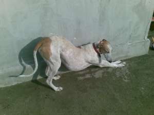 vand ogar greyhound