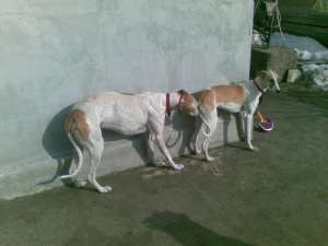 vand ogar greyhound