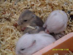 Vand Hamsteri pitici