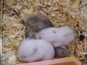 Vand Hamsteri pitici