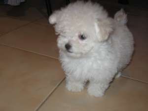 Frumos Bolognese Puppies