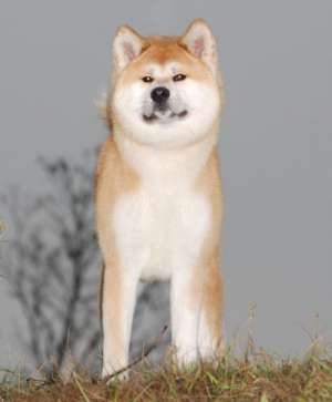 Frumos Akita pui