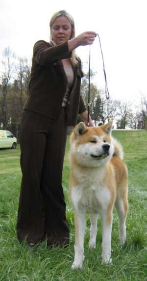 Frumos Akita pui