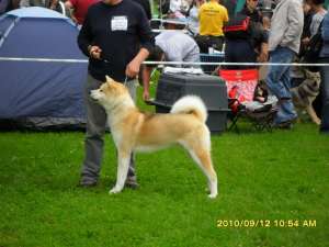 Frumos Akita pui