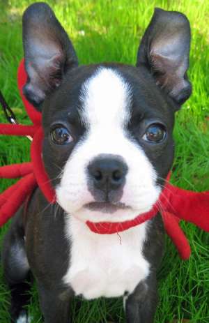 Adorabil pui Bull Terrier-ul cauta noi acasă.