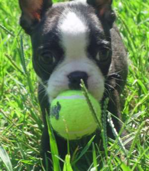 Cute pui Bull Terrier-ul caută pentru noi acasă.