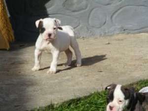 vand catei bulldog american