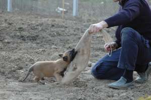 catei malinois