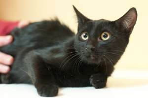 ADOPTIE - ZAZA, pisicuta neagra cu ochi galbeni,  superbi