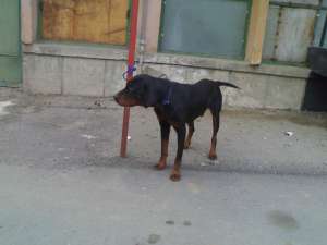 VAND CAINI PENTRU MISTRET