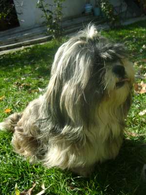 eu,  shih tzu,  caut prietena