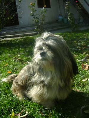 eu,  shih tzu,  caut prietena
