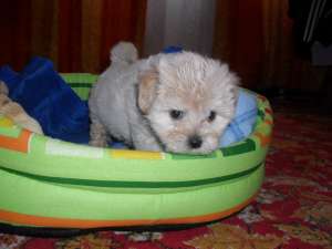 vand bichon bolognez