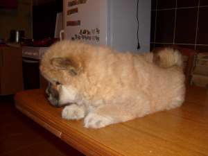 vand fetita chow chow