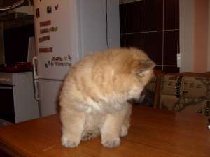 vand fetita chow chow