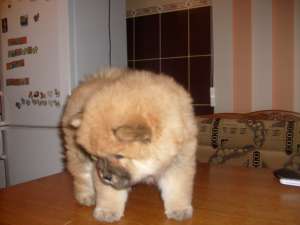 vand fetita chow chow