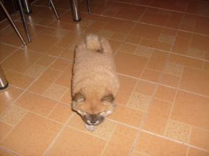 vand fetita chow chow