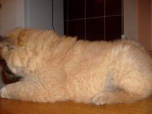 vand fetita chow chow