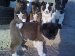 vand pui akita american