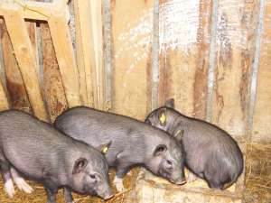PORCI VIETNAMIEZI