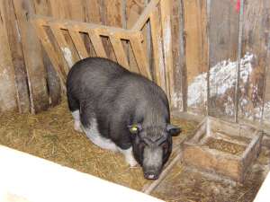 PORCI VIETNAMIEZI