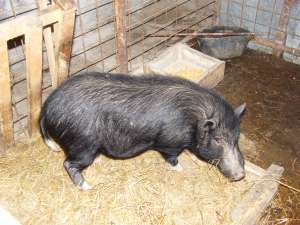 PORCI VIETNAMIEZI
