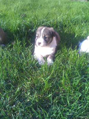 Donez spre adoptie