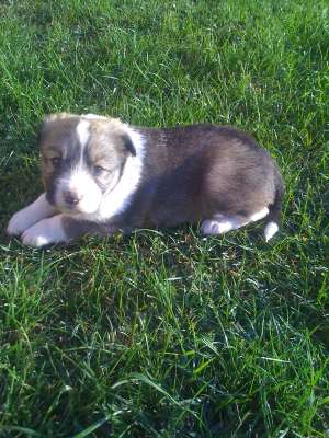 Donez spre adoptie