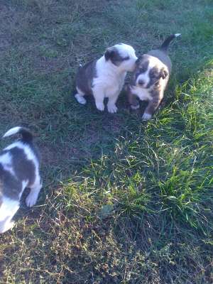 Donez spre adoptie
