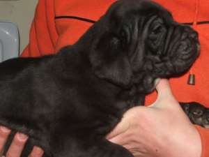 vand cane corso 150 eur