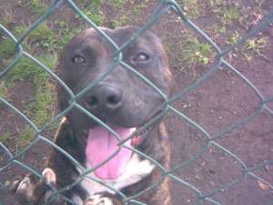 vand amstaff