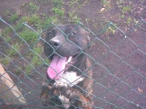vand amstaff