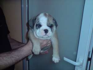 VAND PUI BULLDOG ENGLEZ