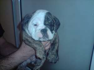 VAND PUI BULLDOG ENGLEZ