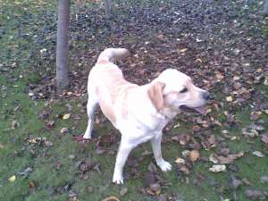 caut femela labrador pt monta