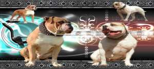 Pui Bulldog American de exceptie !!!