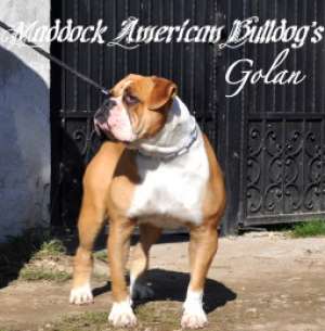 Pui Bulldog American de exceptie !!!