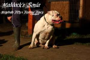 Pui Bulldog American de exceptie !!!