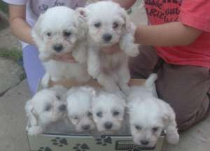 Vand pui bichon alb talie mica
