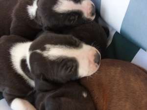 pui amstaff